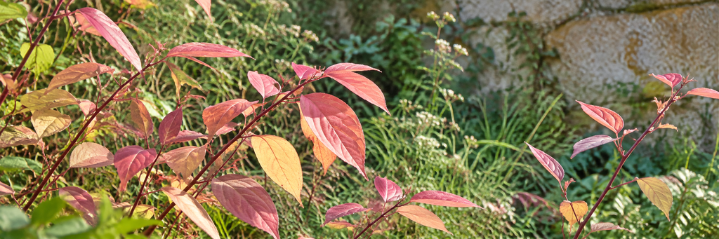 coral leaves in morning garden light